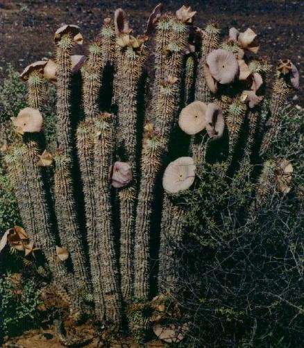 Hoodia