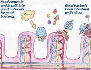 a_drawing_good_intestines_3 a_drawing_good_intestines_3