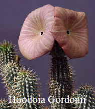 hoodiagordonii