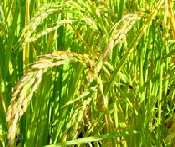paddy_rice paddy_rice