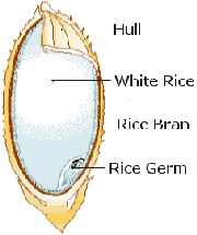 rice_kernel_web