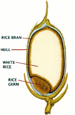 rice kernel