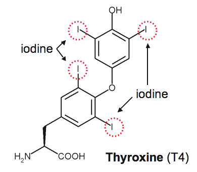 thyroxine molecule,jpg