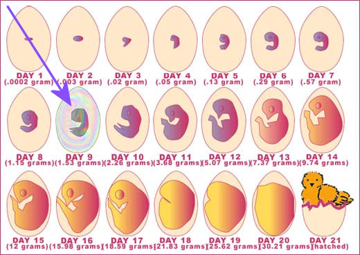 21 day egg cycle