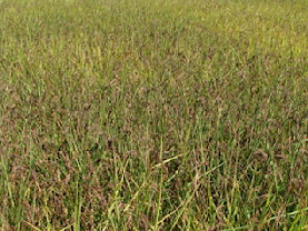 purple rice fields