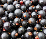 black currant in green powder superdrink