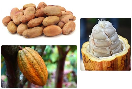 Cacao Beans and Fruit