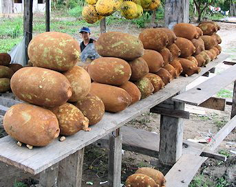 Vendor selling cupuacu fruit in South America