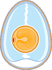 Egg Anatomy
