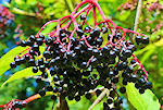 elderberries in green powder superdrink