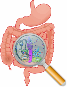 human intestines with probiotics
