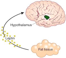 leptin to hypothalamus