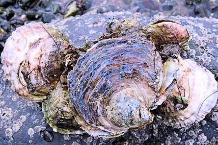 oyster beds