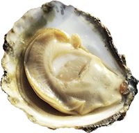 irish oyster