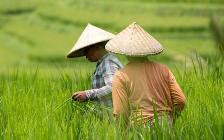 rice field