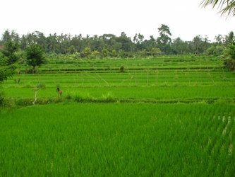 rice fields Thailand from which PXP comes