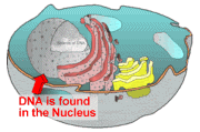 FreeRadicalBullet03