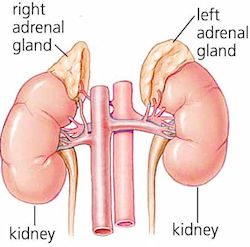 adrenal glands