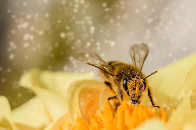 Bee Flower Pollen