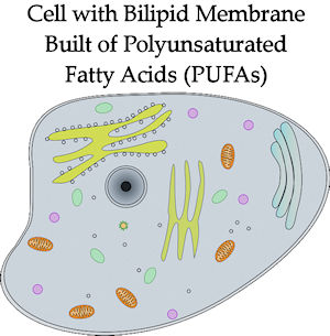 bi lipid cell membrane that is 50% polyunsaturated fatty acids