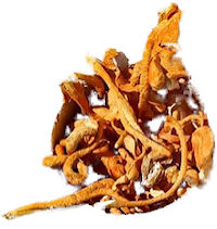 cordyceps