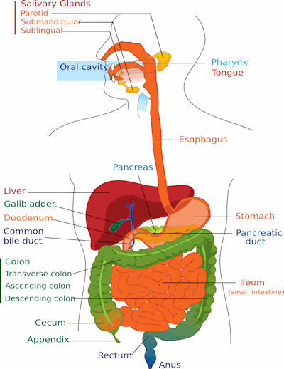 digestive tract