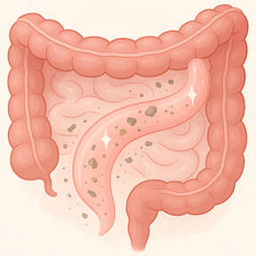 Mimosa pudica plant with pink puffball flowers
