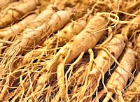 Panax Ginseng