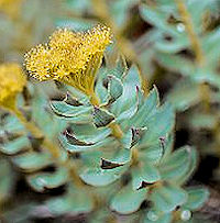 rhodiola rosea