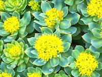 Rhodiola Rosea