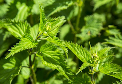 Stinging Nettle