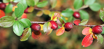 Uva Ursi (Bearberry)