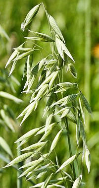 wild green oats