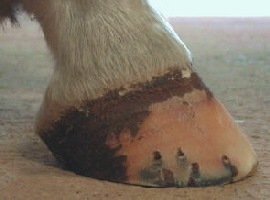 laminitis_picture_side