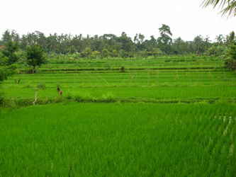 ricefields_siam_thailand