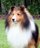 dog_sheltie