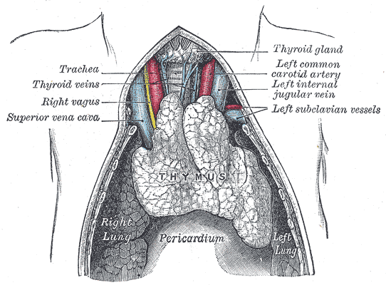 Thymus Gland