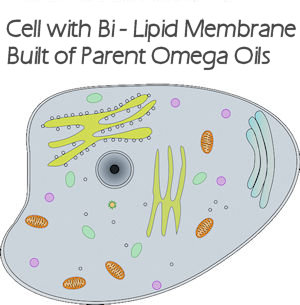 bi lipid cell membrane that is 50% polyunsaturated fatty acids