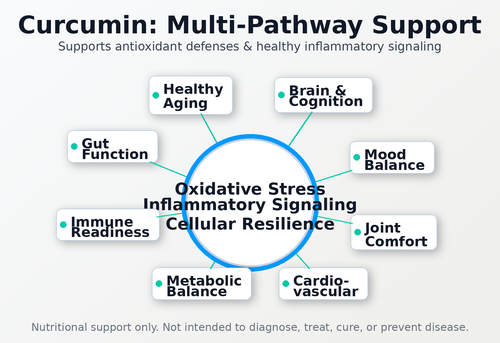 curcumin pathways