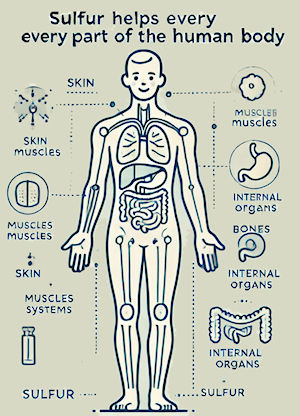 sulfur is essential to every part of the human body